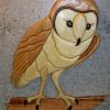 barn Owl